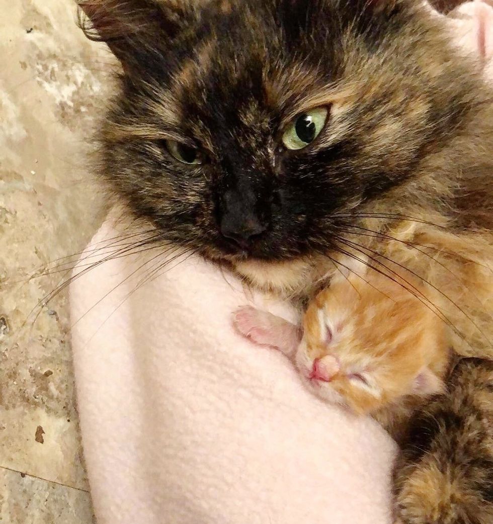Can Newborn Kittens Survive Cold Weather - newborn kittens Can Newborn Kittens Survive Cold Weather - newborn kittens