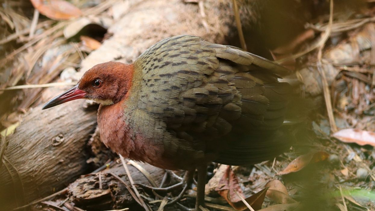 Extinct Flightless Bird Reemerges Thousands Of Years Later Thanks To Rare Evolutionary Process