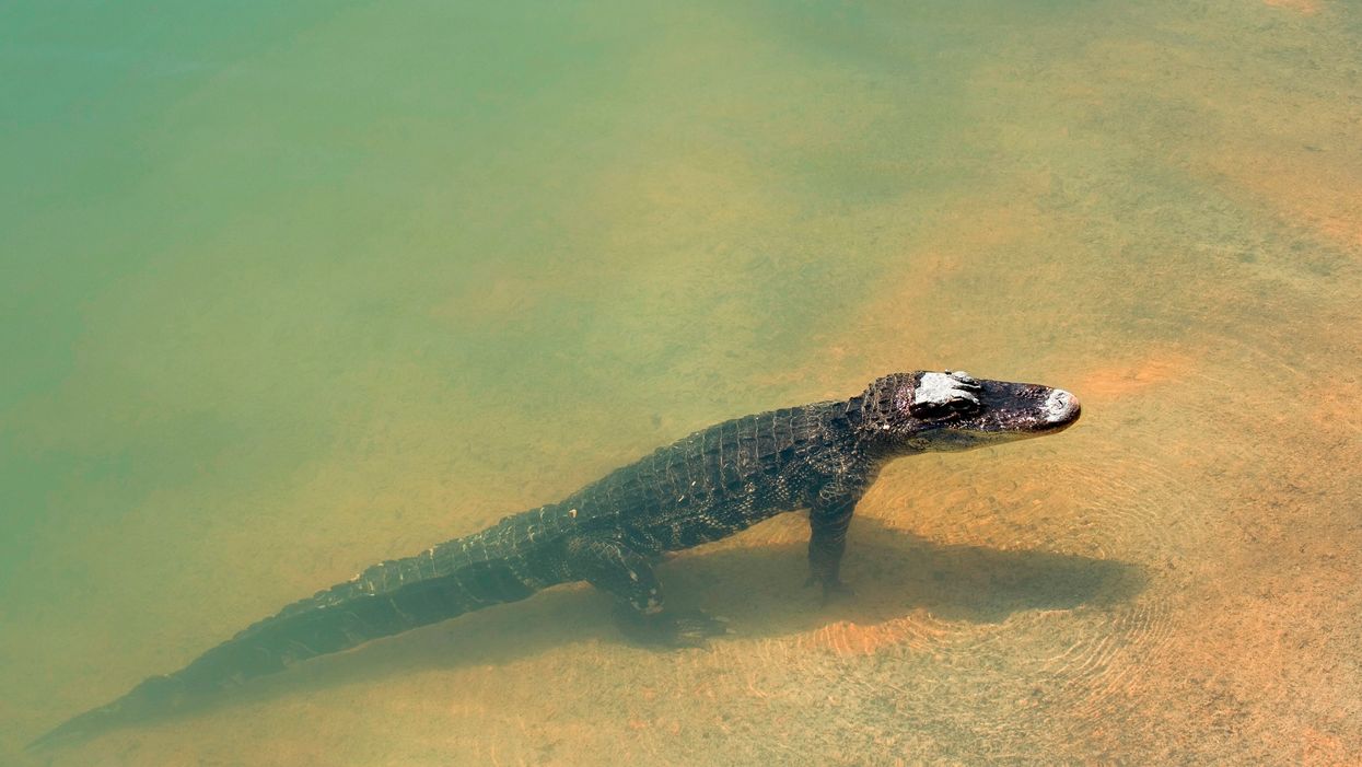 Alligator spotted swimming in Florida Gulf so go ahead and cancel that beach trip