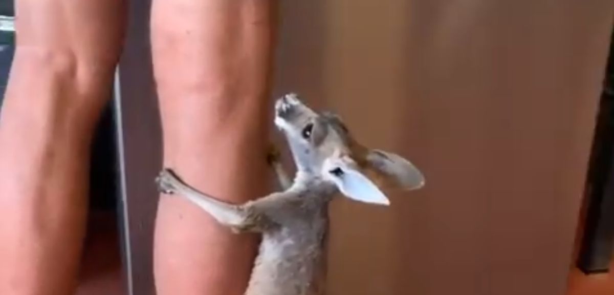 Baby Kangaroo Makes An Adorable Nuisance As She Impatiently Waits For Her Milk In Viral Video