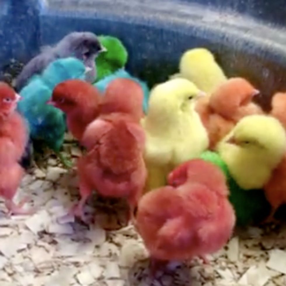 Hmm. This Is A Cute, Weird, And Totally Unnecessary Way To Celebrate Easter