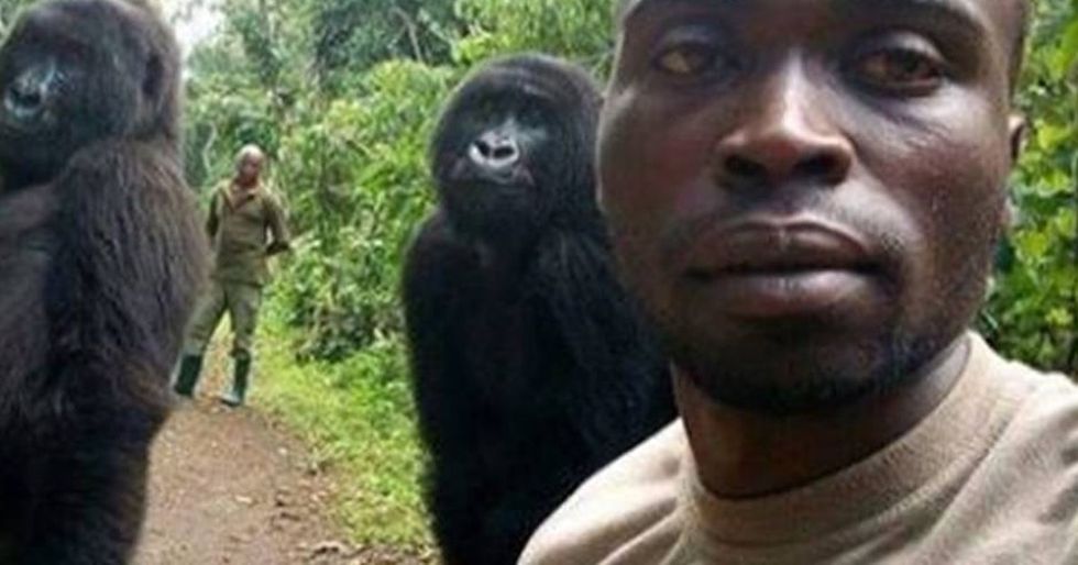 Why are the gorillas in this super-cute viral selfie posing like humans?