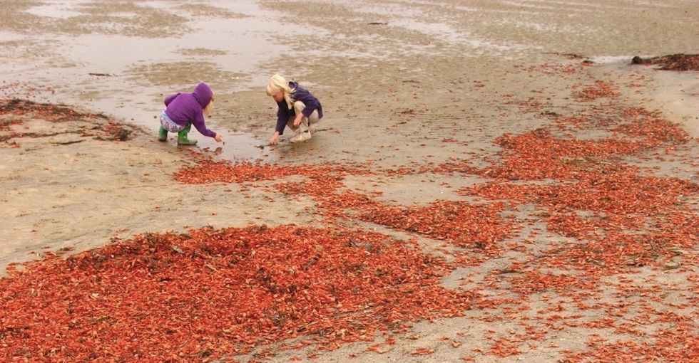 California is being invaded by crabs. Again. Here's why it keeps happening.
