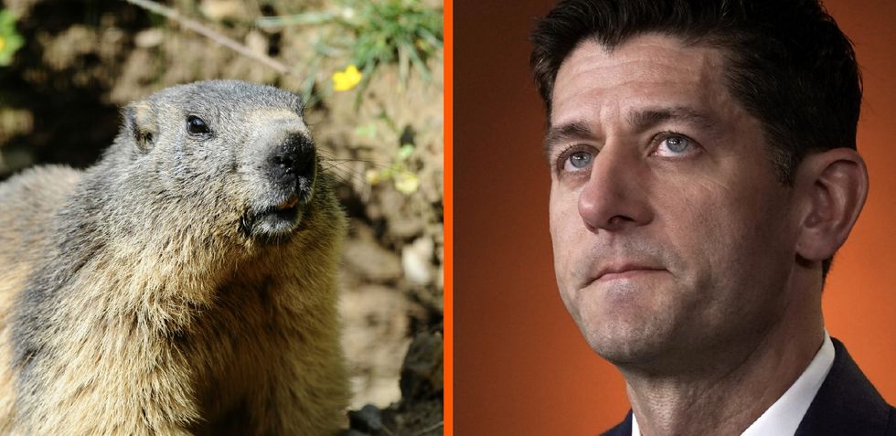 A family of woodchucks ate Paul Ryan's car. The internet responded hilariously.