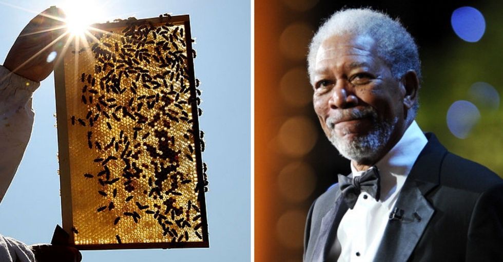 High fives to Morgan Freeman for transforming his ranch into a 124-acre honeybee sanctuary.