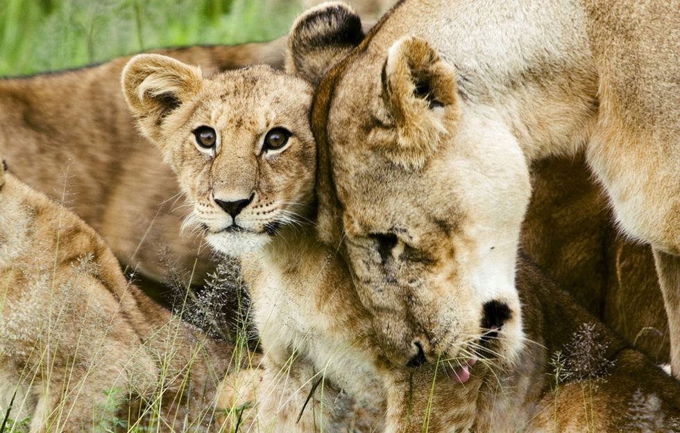 The Government Says Lions Are Endangered. Here's Why That's A Good 