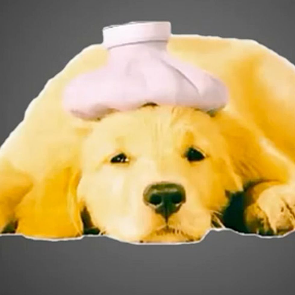 Obama Wants To Tax My Puppy? But He’s Not Even Old Enough To Work!