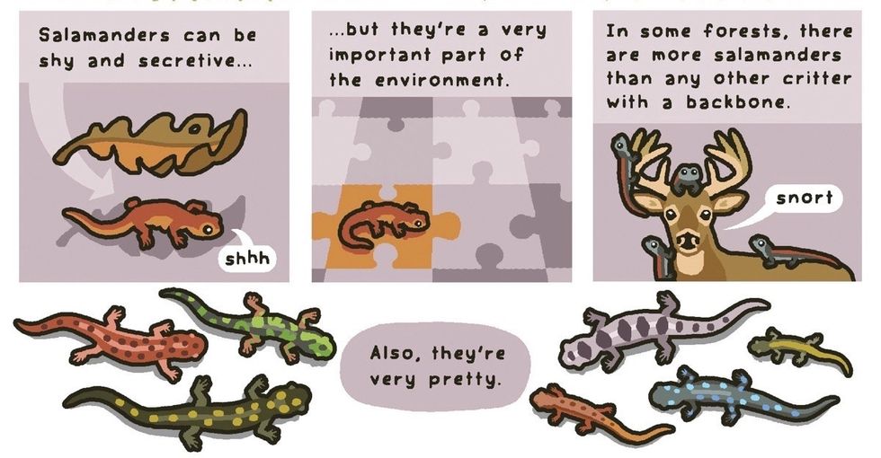 This delightful comic shows why salamanders are awesome and need our help.