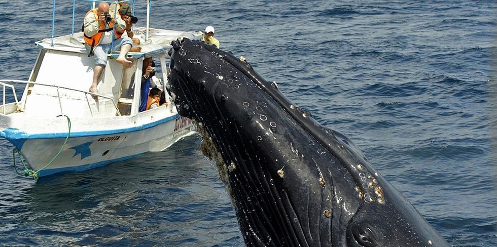 7 photos of no-longer-endangered humpback whales jumping for joy.