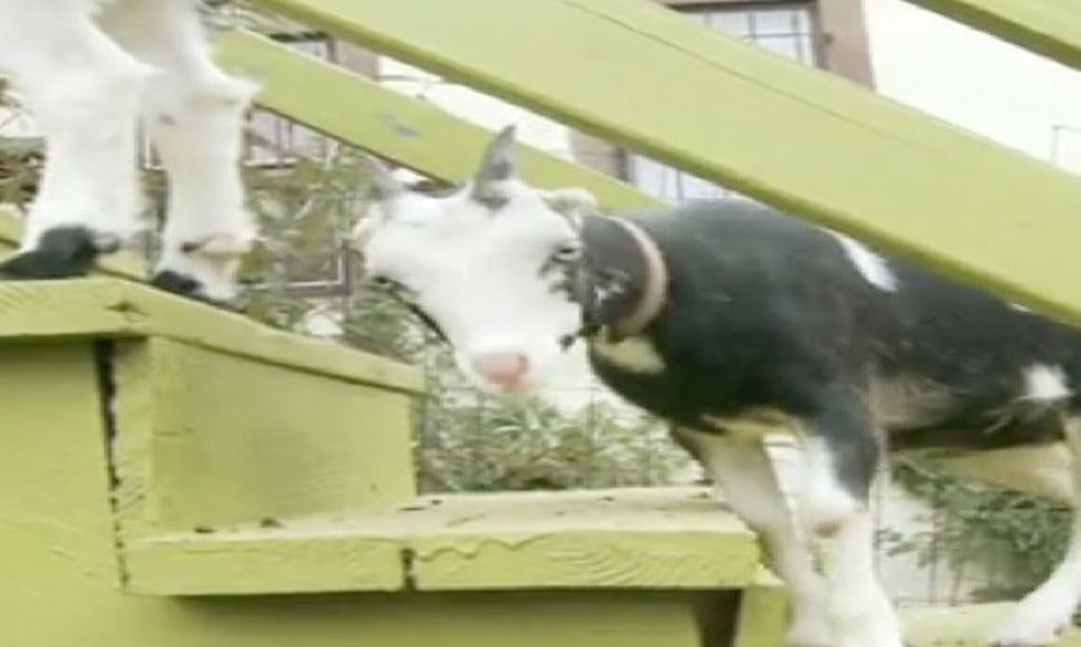 Think Urban Farming Is For Unemployed Graphic Designers? Meet The Lady Slaughtering Animals Next Door.