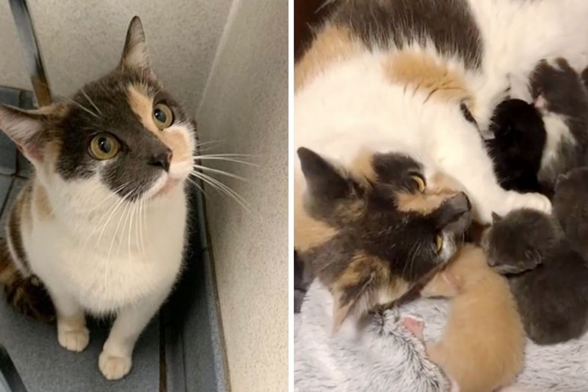 Stray Cat Walked Up to Neighbor to Get Help for Her Kittens and Later Saved an Orphaned Kitty Too