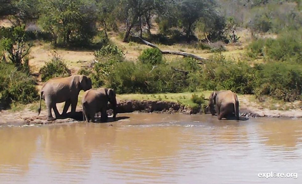 Need a break? Here are 6 videos of nature to watch LIVE right now.