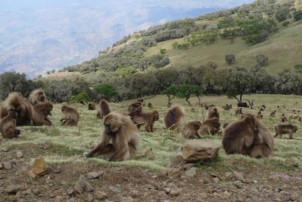 Sure looks like these monkeys are domesticating wild wolves. What's the deal?
