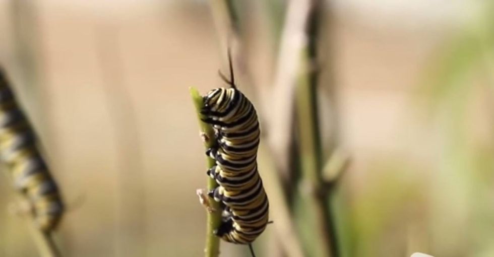 She Filled Her Garden With Butterflies Just By Making One Simple Change