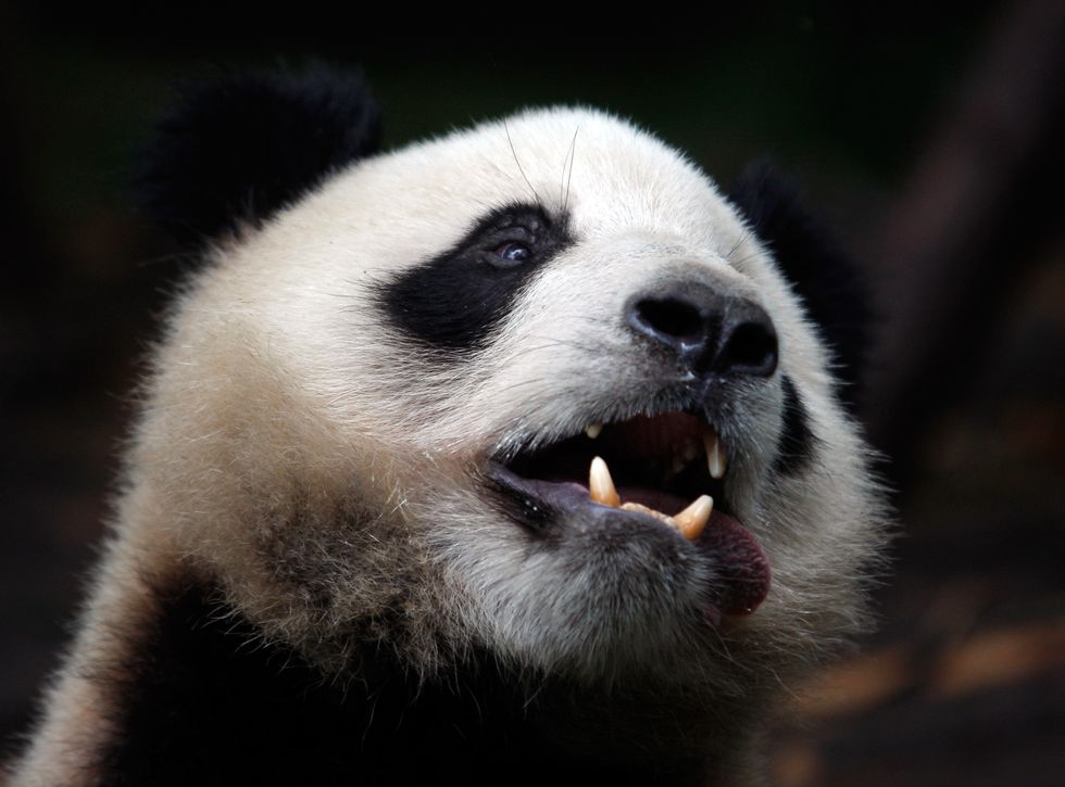 11 panda facts that are really just an excuse to look at some pandas ...