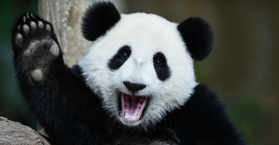11 panda facts that are really just an excuse to look at some pandas.