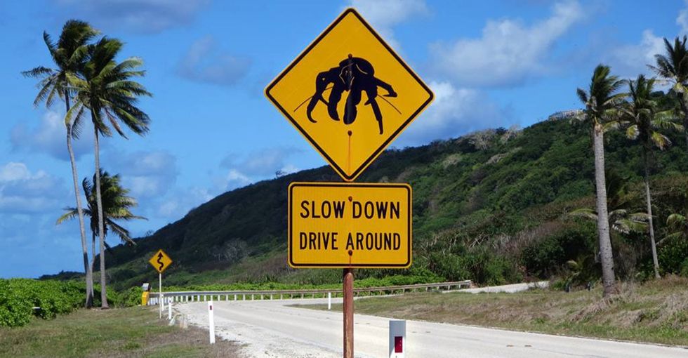 How did the animals cross the road? Using these beautiful, innovative wildlife corridors.