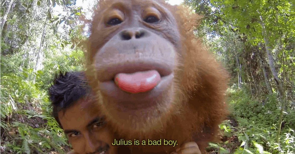 Come For The Adorable Orangutans. Stay Because There Is Something You Should Know About Them.
