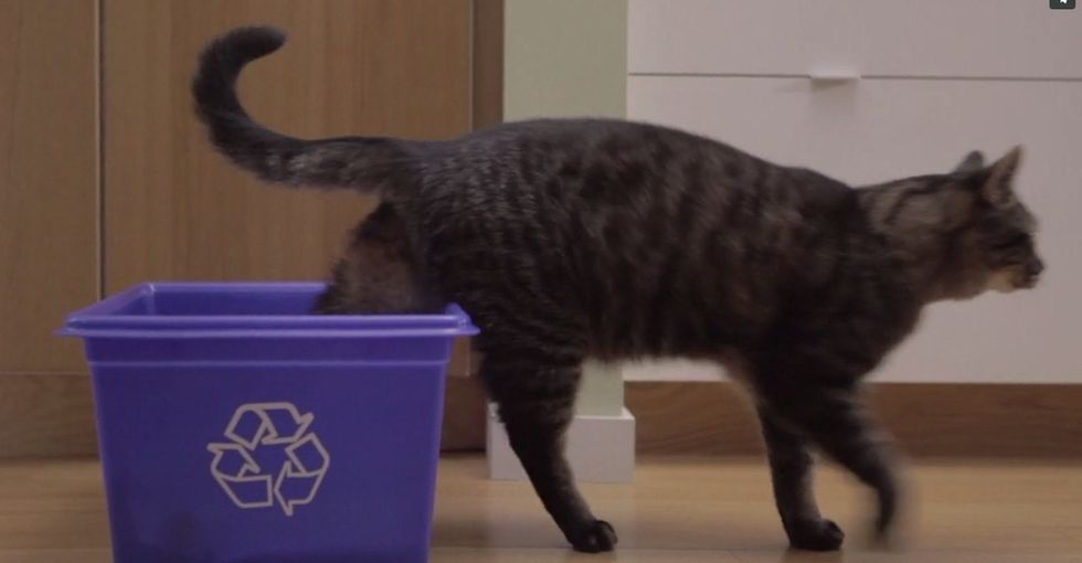 You can learn a lot from a cat. Especially a cat that cares.