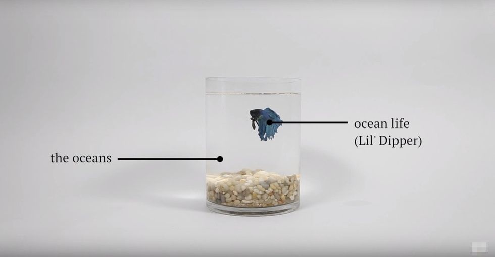 Sea snails are dissolving, and fish are getting lost — all thanks to greenhouse gases.