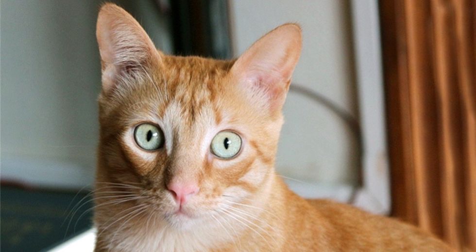 Here's all you ever wanted to know about the parasite in cat poop.