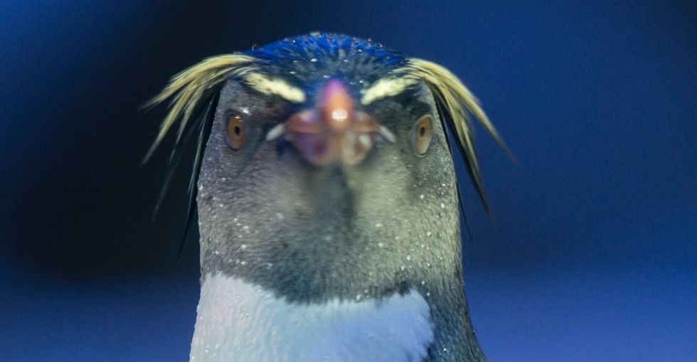 When an aquarium needed a name for a baby penguin, they knew just who to ask.