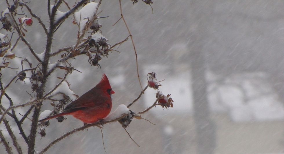 24 truths cold-weather lovers will know by heart. Plus 1 myth we should get rid of.