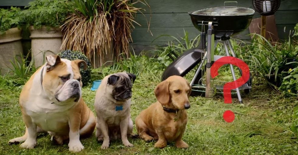 If you take a puppy video break today, make sure this is the dog video you watch.