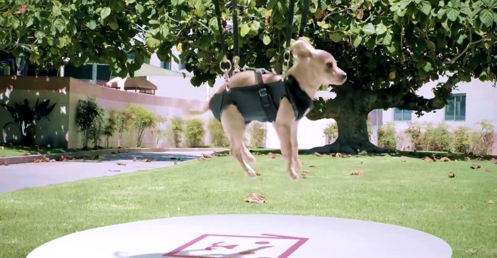 The tap of an app, and your new, sweet puppy is flown right to your door by drone. Wait, what?