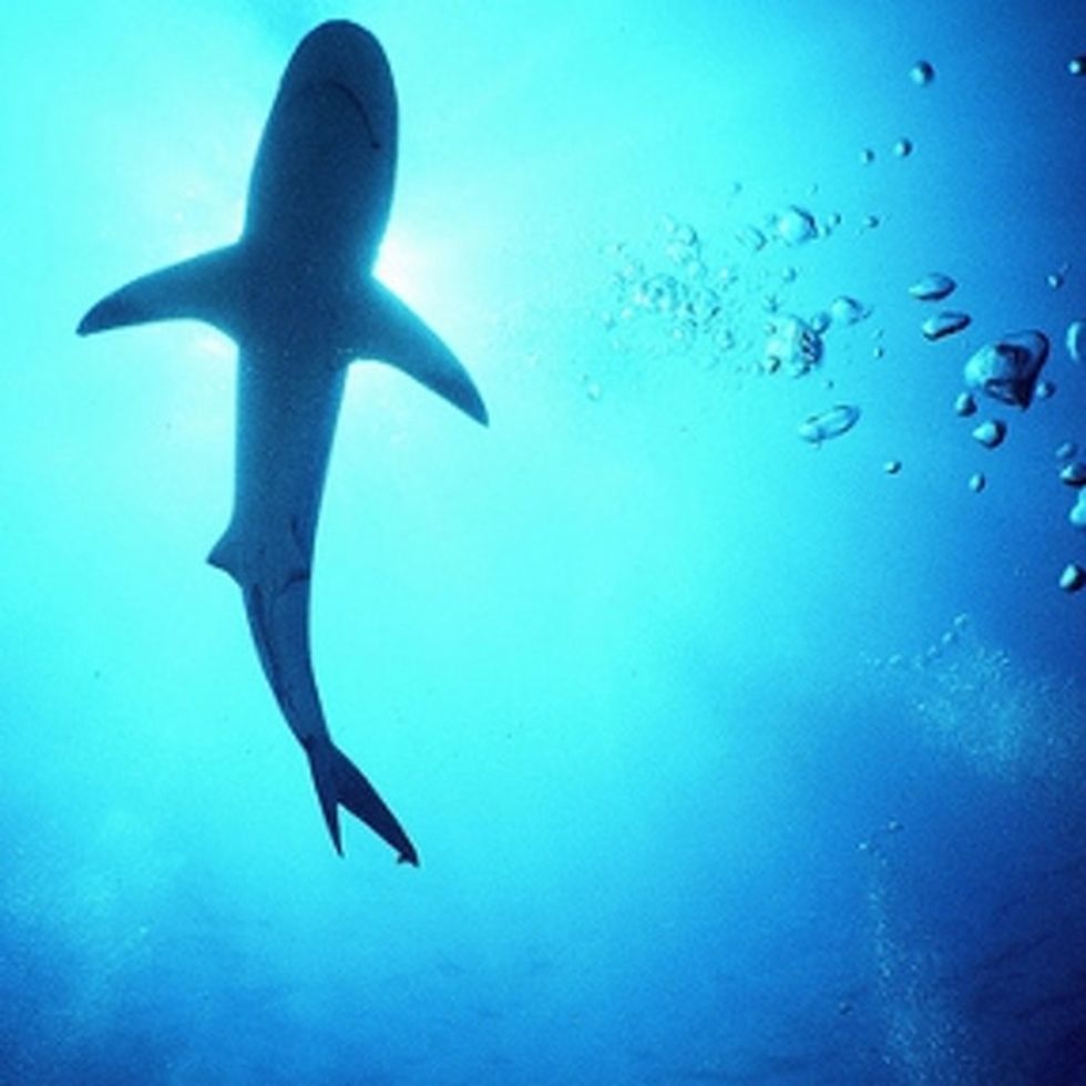 Sharks Kill 5 People Per Year. We Kill 8,000 Sharks Per Hour. This Seems Fishy To Me.