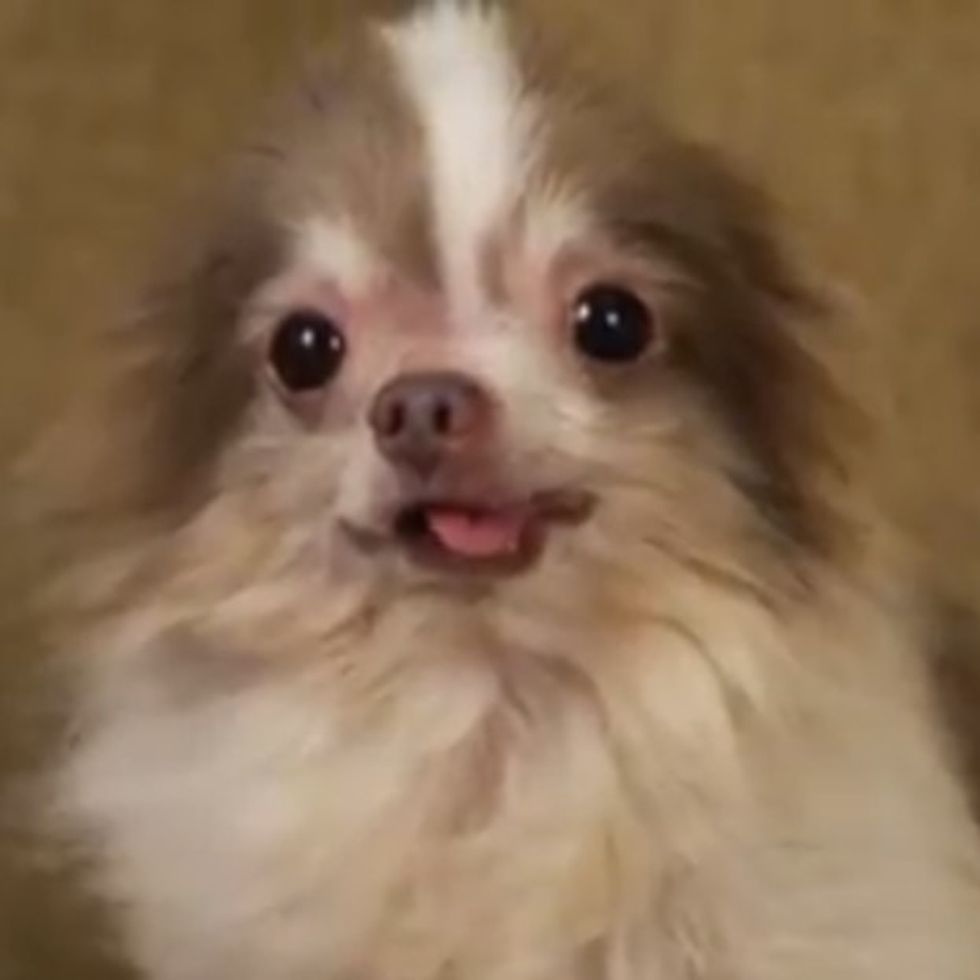 All Dogs Go To Heaven, But Some Have To Live Through Hell To Get There