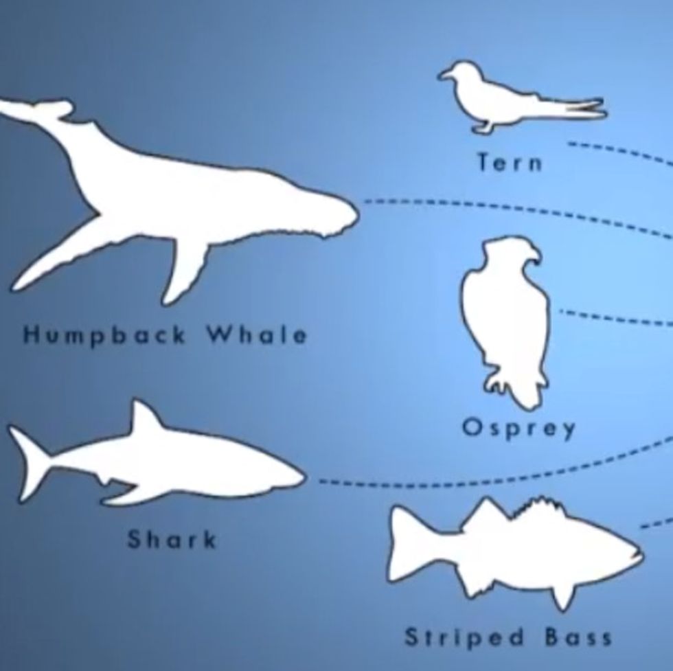 Here’s Something That Flipper, Free Willy, And Jaws Can All Agree On
