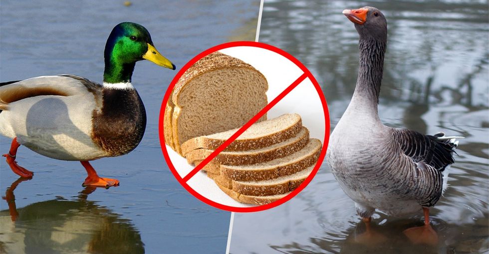 Attention small children and seniors: I know it's fun, but please don't feed the birds.