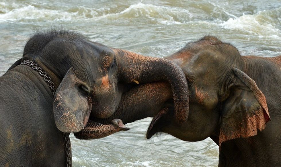 Activists are celebrating as the world's biggest ivory market officially closes its doors.