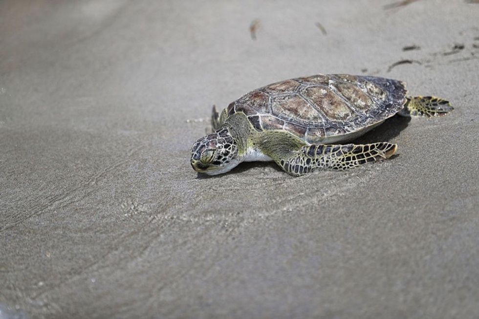 These 5 turtles being helped back into the ocean will make your day.