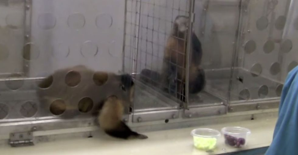 2 Monkeys Were Paid Unequally; See What Happens Next
