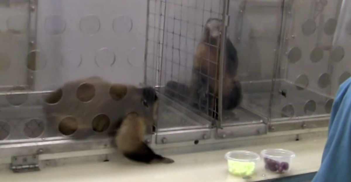 scientific study, equality, monkeys, Ted Talks, fairness