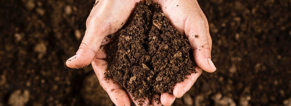 A down-and-dirty look at a groundbreaking discovery that could save the planet.