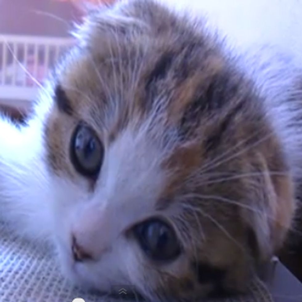 Think Cats Have It Cool With 9 Lives? Humans Can Have 11.