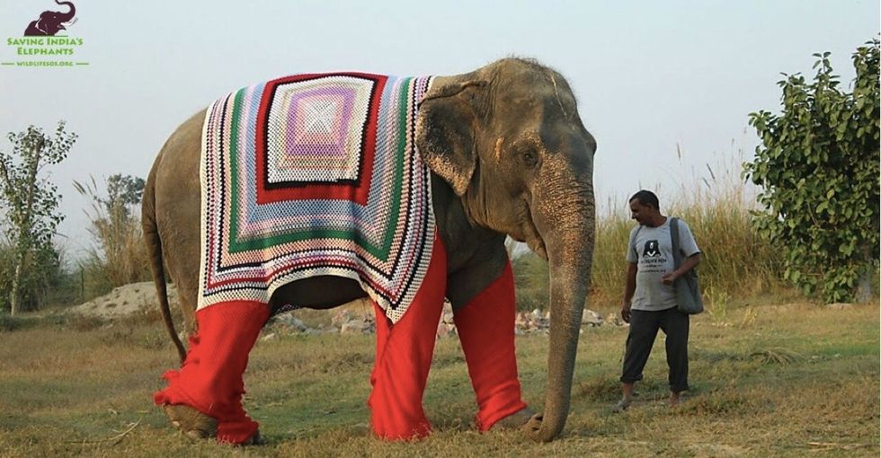Elephants in sweaters are adorable. Until you realize why they have them.