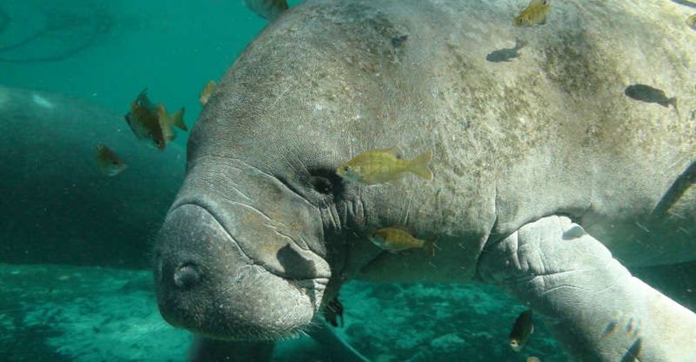 23 manatees feeling their feelings about being removed from the endangered species list.