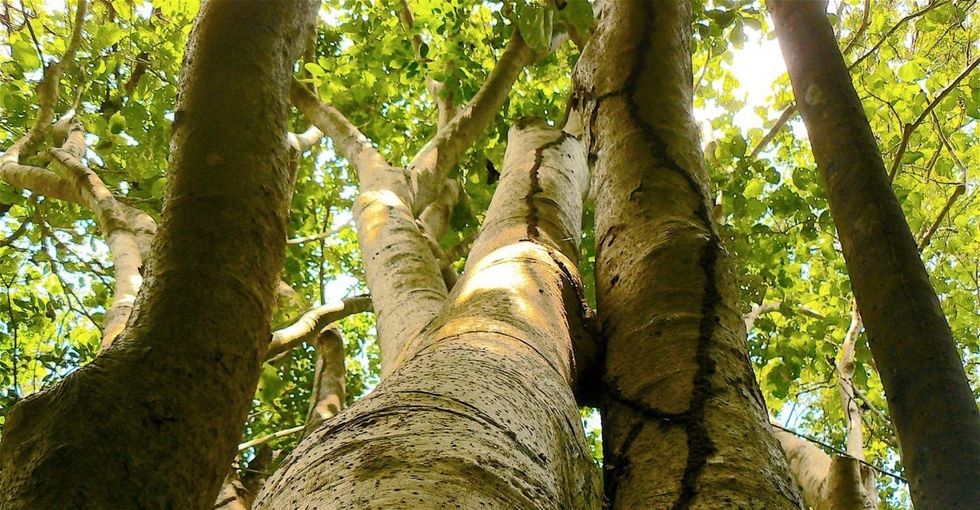 These Puerto Rican 'bird-eating' trees were just named after 2 powerhouse women.