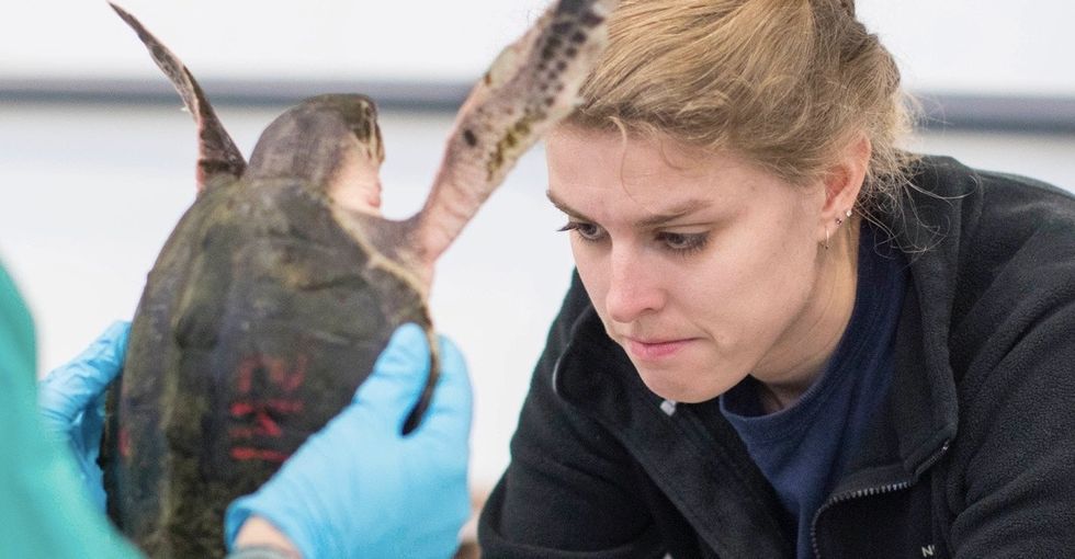 The way these hundreds of sea turtles were rescued is nothing short of inspiring.