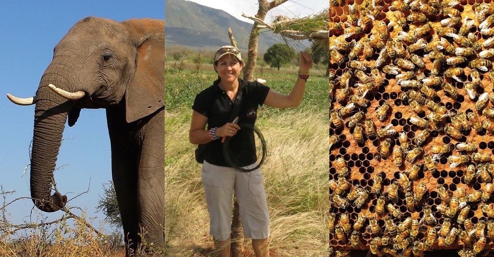 We've figured out how to solve human-elephant conflict. It takes bees. Lots of bees.