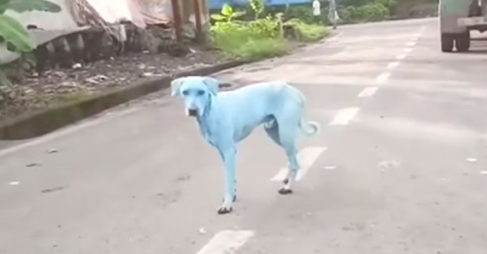 Bright blue dogs might be pollution's weirdest effect ever.
