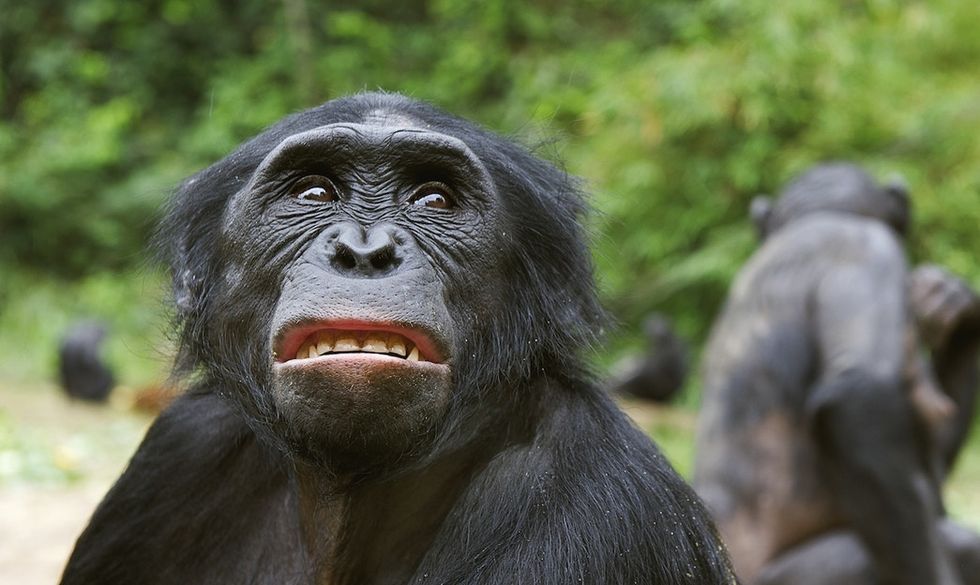 An Ape Bites His Handler S Fingers Off Waits 8 Months And Then Literally Apologizes Upworthy