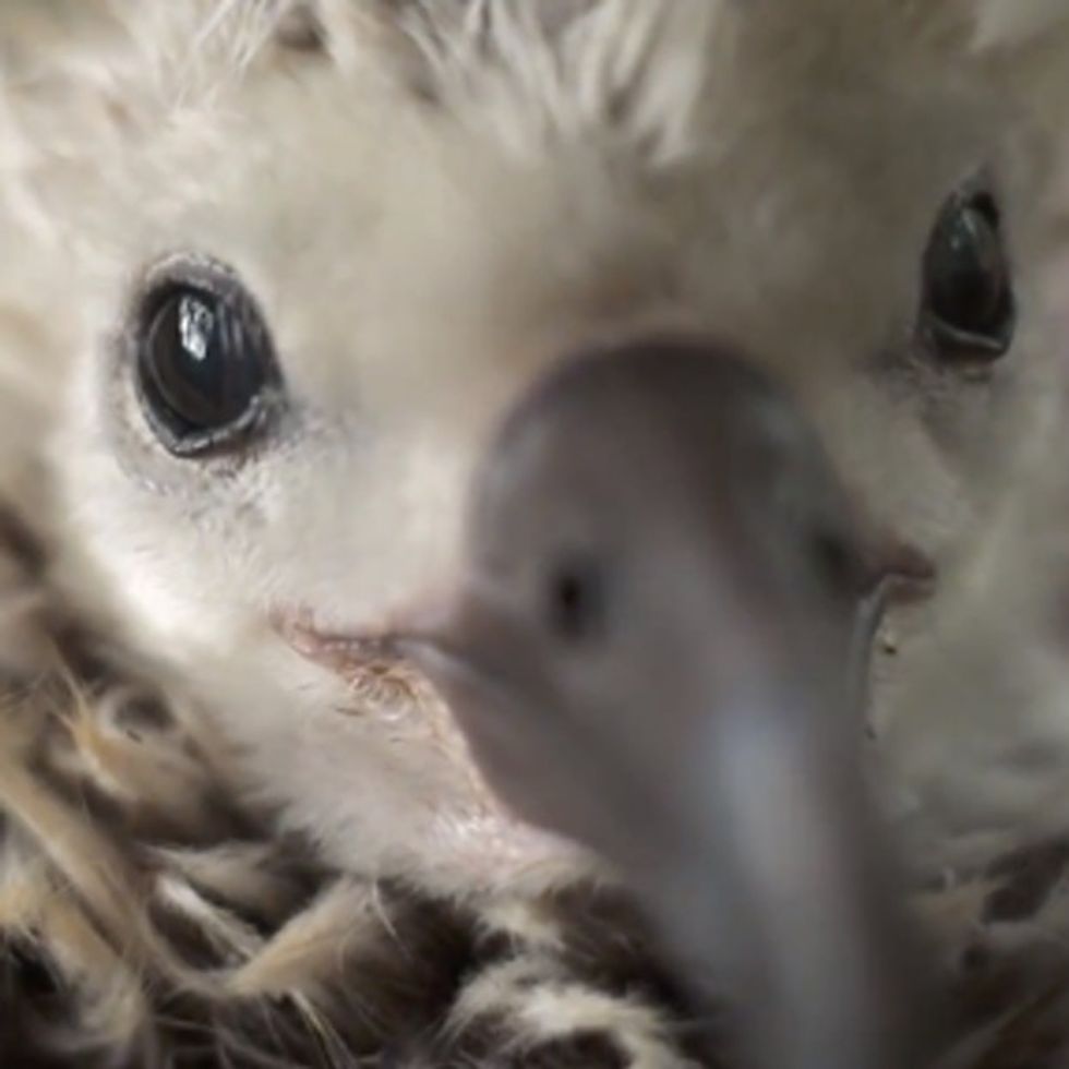 I Honestly Didn't Think A Video About Birds Would Make Me Cry. I Was Wrong.