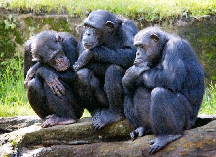 back of chimpanzee hand