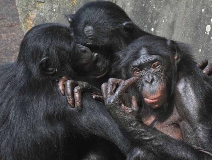 How One Act Of Chimpanzee Affection Can Teach Us All To Hug More Upworthy