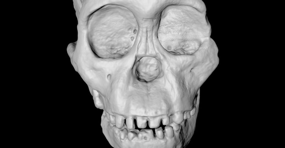 This 2.2-Million-Year-Old Child Fossil Made A Lot Of Scientists Very, Very Upset
